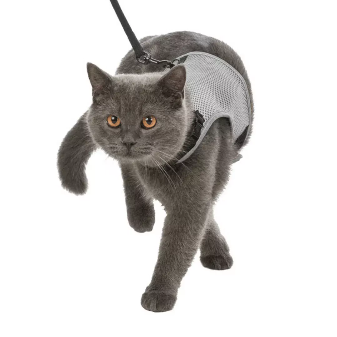 Trixie Soft Harness and Leash For Cats (Assorted) on Cat